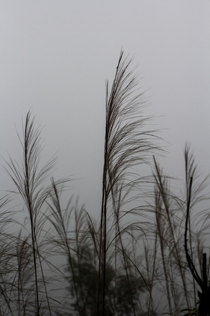 Photo close-up of silhouette plants against clear sky