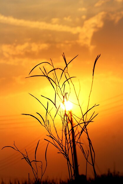 Close-up of silhouette plants against orange sunset sky