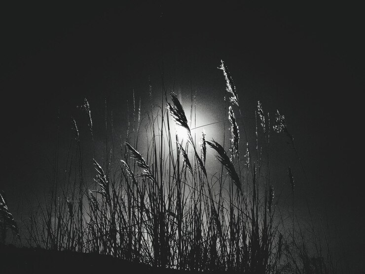 Photo close-up of silhouette plants against sky at night