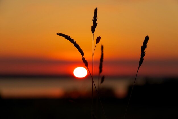 Photo close-up of silhouette plants against sunset sky