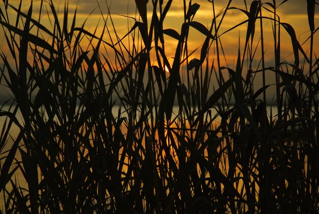 Photo close-up of silhouette plants against sunset sky