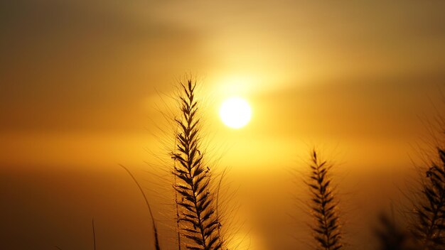 Photo close-up of silhouette plants against sunset