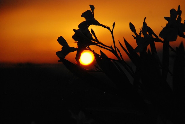 Photo close-up of silhouette plants during sunset