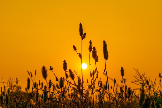 Close-up of silhouette plants on field against orange sky