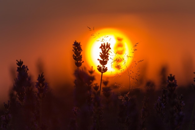 Close-up of silhouette plants on field against orange sky