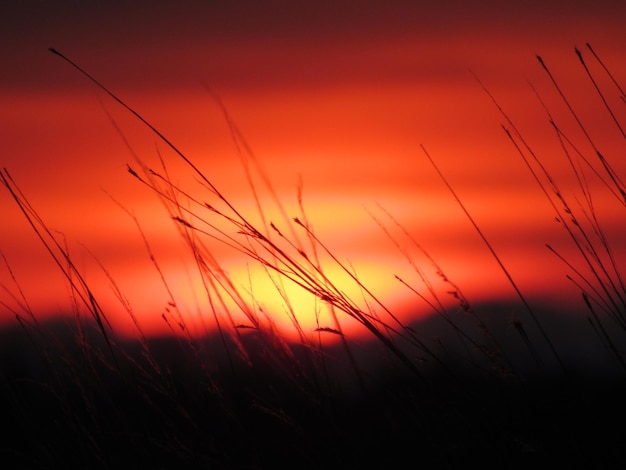 Foto close-up di piante a silhouette sul campo contro il cielo arancione