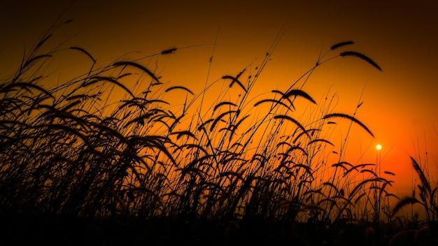 Photo close-up of silhouette plants on field against orange sky