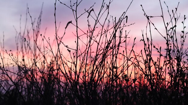 Foto close-up di piante a silhouette sul campo contro il cielo durante il tramonto