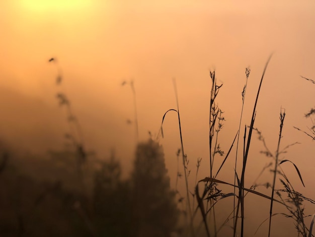 Close-up of silhouette plants on field against sky during sunset