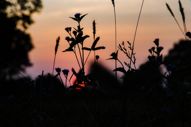 Close-up of silhouette plants on field against sky during sunset