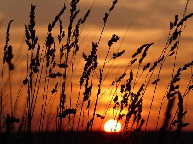 夕暮れの空を背景に畑のシルエット植物のクローズアップ