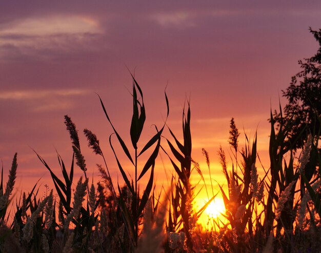 Близкий план силуэтных растений, растущих на поле на фоне неба во время захода солнца