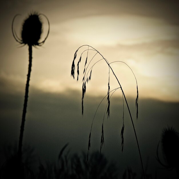 Foto close-up di una silhouette di fiore di cardo contro il cielo al tramonto