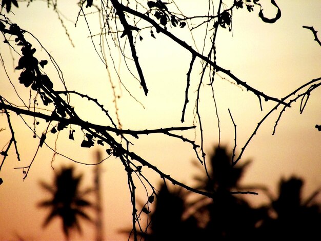 Close-up of silhouette tree against clear sky