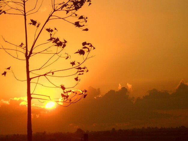 Close-up of silhouette tree against orange sky