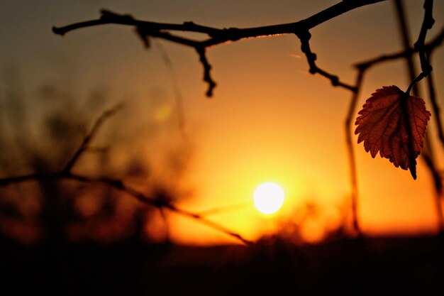 Close-up of silhouette tree against sky during sunset