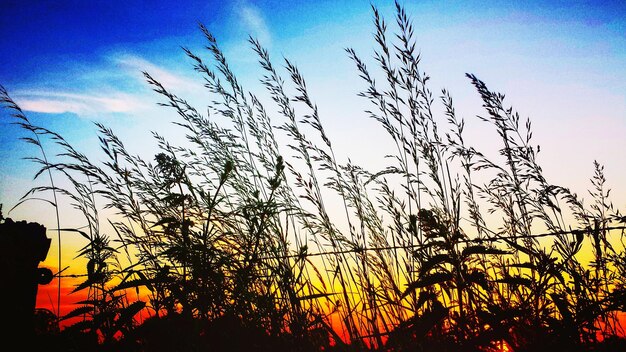 Close-up of silhouette tree against sky during sunset