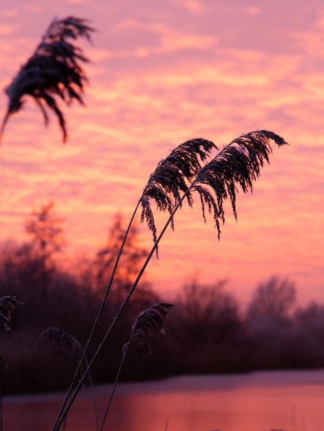 Photo close-up of silhouette tree against sky at sunset