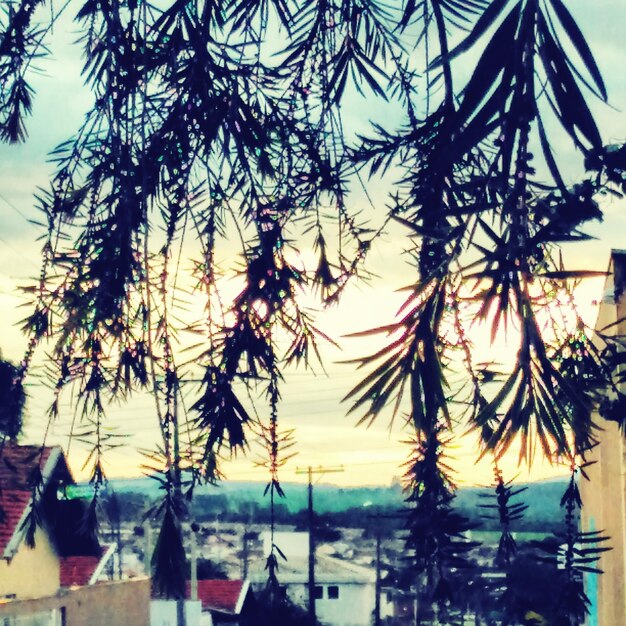 Close-up of silhouette tree against sky during sunset