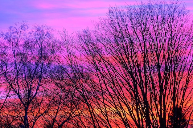 Close-up of silhouette tree against sky at sunset