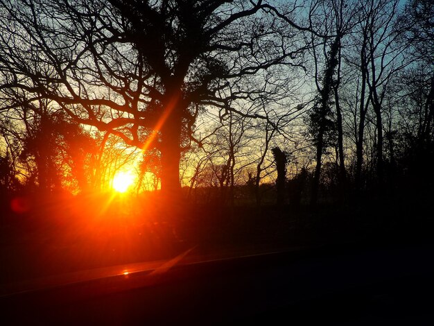 Close-up of silhouette trees against sky during sunset