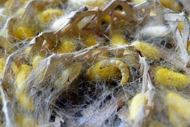 Close-up of silkworm cocoons in wicker basket