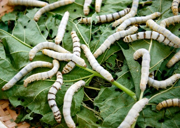 Photo close up silkworm eating mulberry green leaf