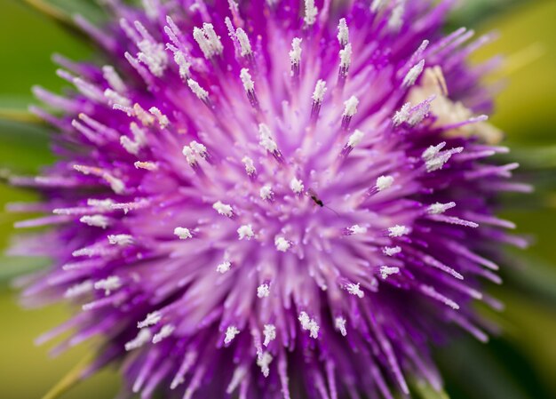 Foto un primo piano del silybum marianum