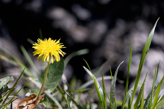 봄 햇살에 단일 민들레(Taraxacum)의 클로즈업