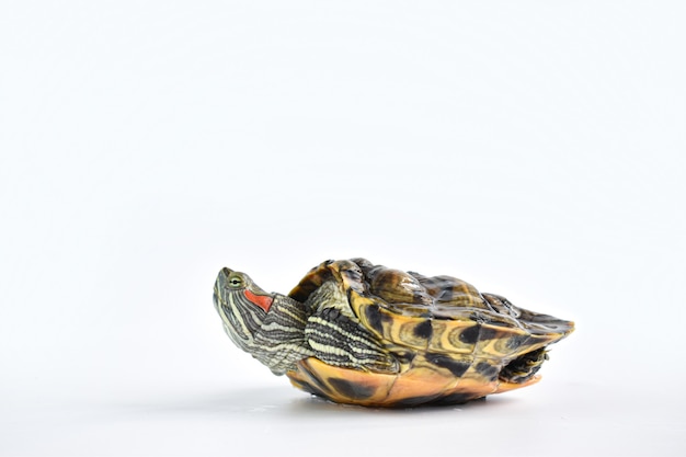 Close-up of a single red-eared turtle on a white surface