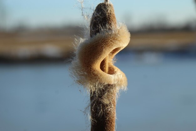 Photo close-up of single reed cattail