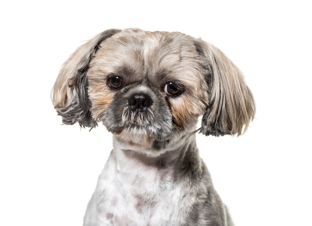 Close-up of a Sitting Shi-tzu dog, isolated