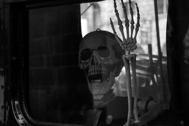 Photo close-up of skeleton for display