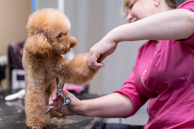 Foto primo piano stilista di animali domestici esperto che usa le forbici per dare a un cucciolo di barboncino un taglio di capelli pulito al salone di toelettatura