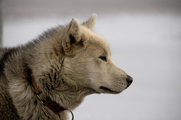 close-up of sled dog