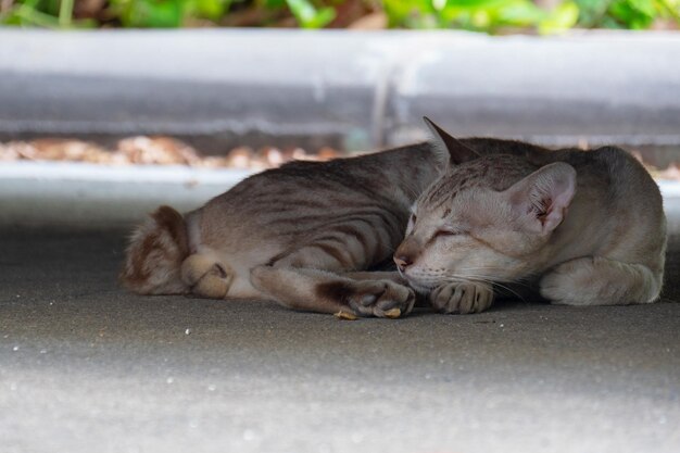 Close up of sleep cat on ground