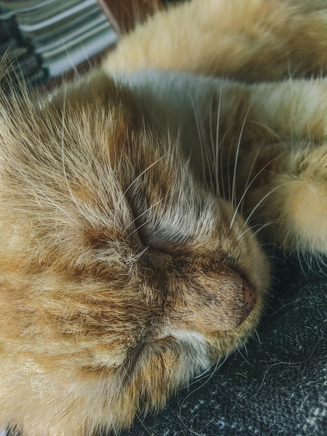 Photo close-up of a sleeping cat