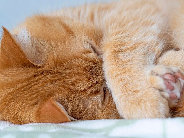 Photo close-up of a sleeping cat