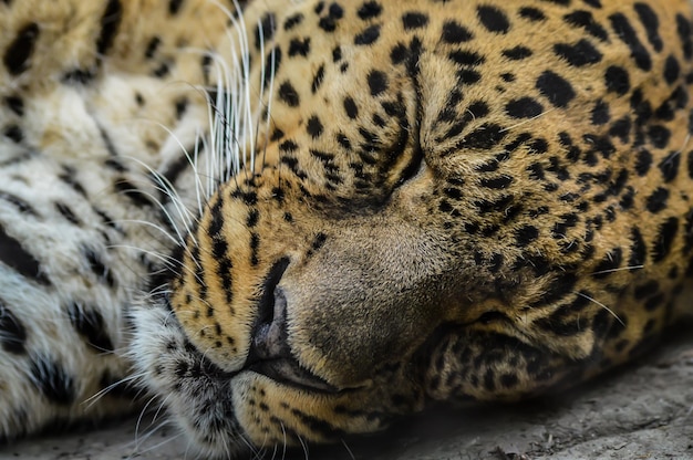 眠っている猫のクローズアップ