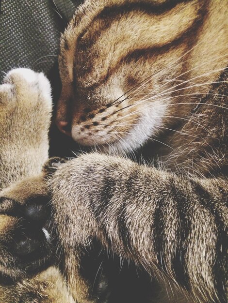 Photo close-up of sleeping cat