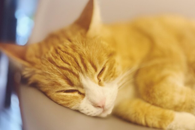 Close-up of a sleeping cat