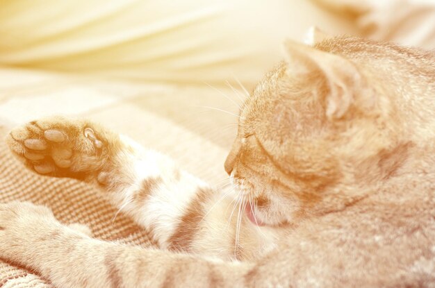 Foto close-up di un gatto addormentato