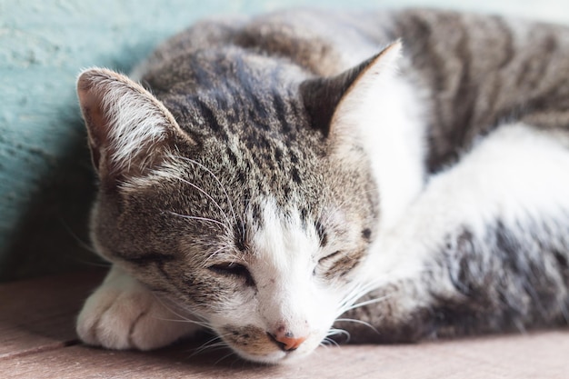 眠っている猫のクローズアップ