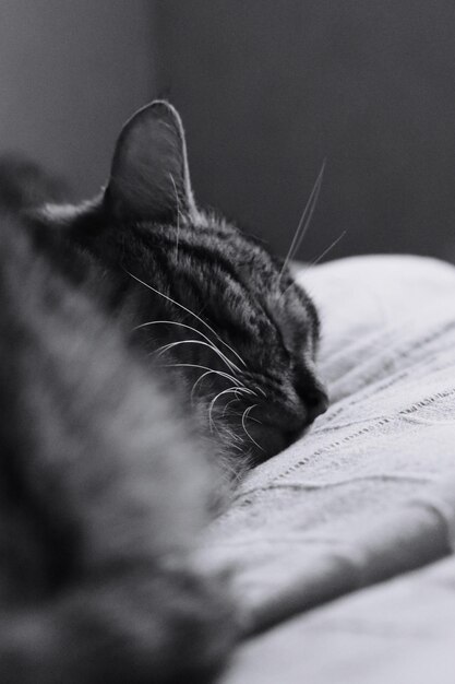 Photo close-up of a sleeping cat