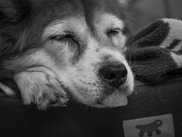 Close up of sleeping dog with tongue hanging out