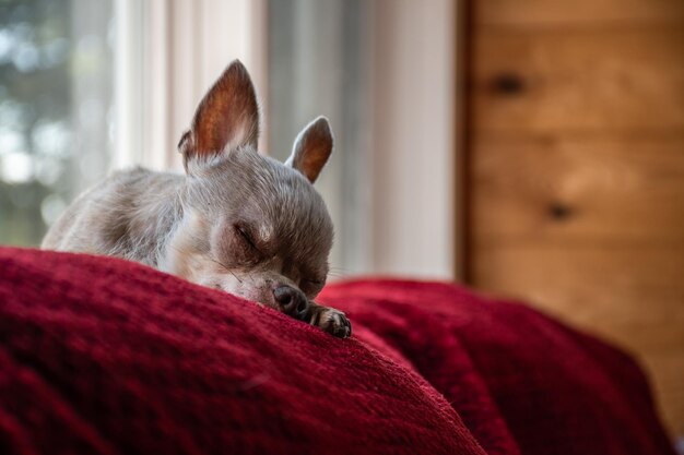 Close-up of sleeping dog