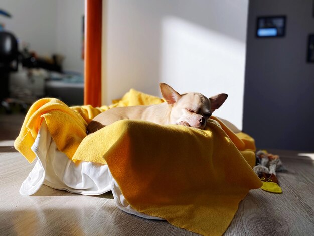 Photo close-up of sleeping dog