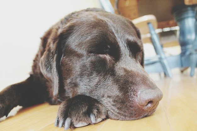 眠っている犬のクローズアップ