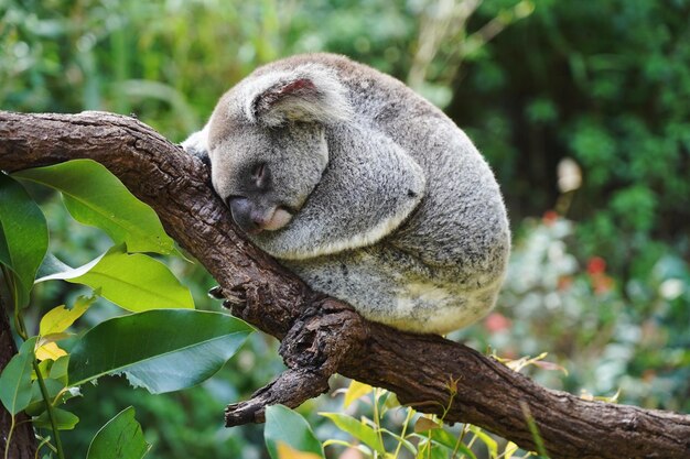 Close-up of a sleeping koala bear on tree