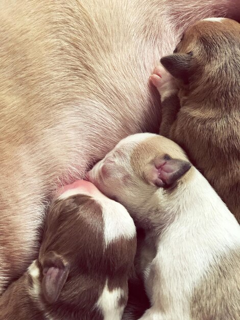 Foto close-up di un cucciolo addormentato